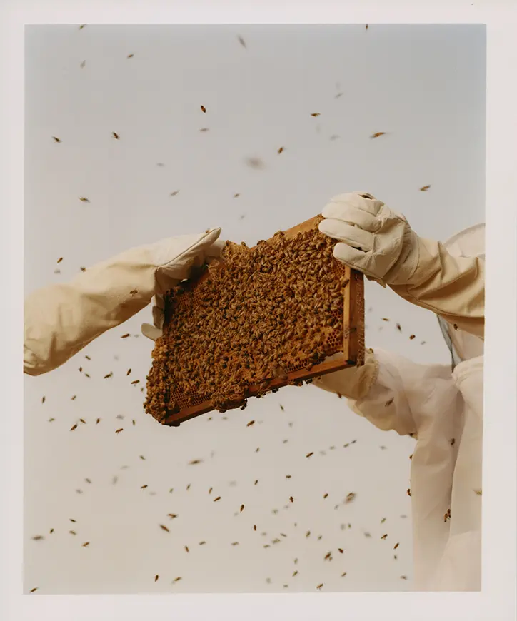 Why Beeswax?