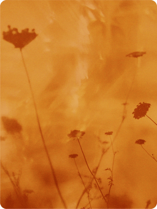 Gift Card   Momo's Place
